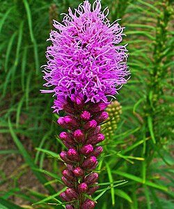 Liatris spicata (Dense Blazing Star)