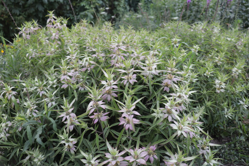 Monarda punctata (Spotted Beebalm) - Image 2