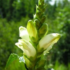 Chelone glabra (White Turtlehead)