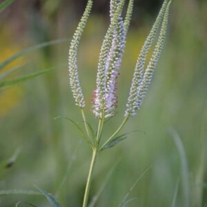 Veronicastrum virginicum (Culver's Root)