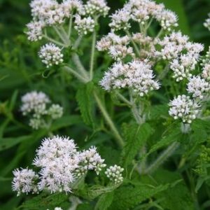 Eupatorium perfoliatum (Common Boneset)