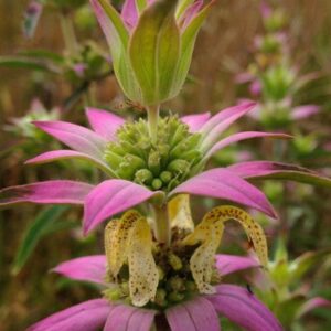 Monarda punctata (Spotted Beebalm)