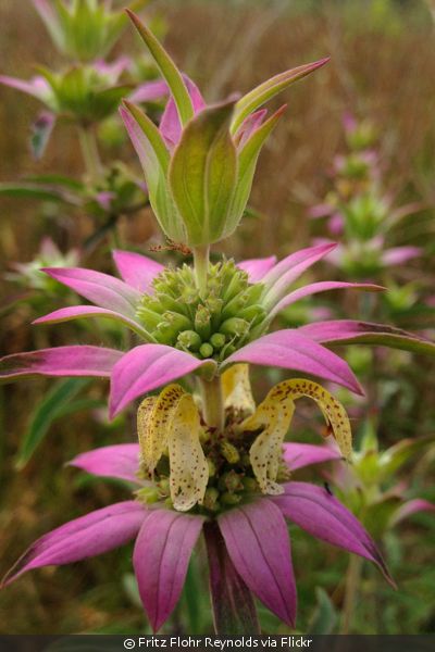 Monarda punctata (Spotted Beebalm)