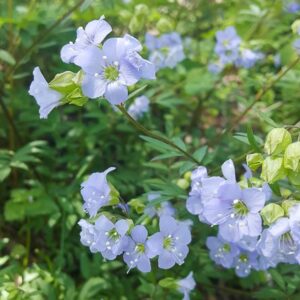 Polemonium reptans (Jacob's Ladder)