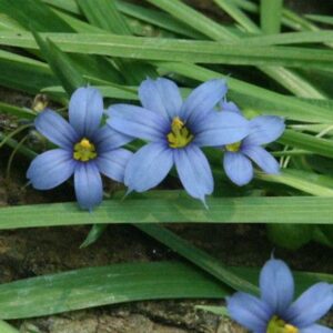 Sisyrinchium angustifolium (Narrowleaf Blue-eyed Grass)